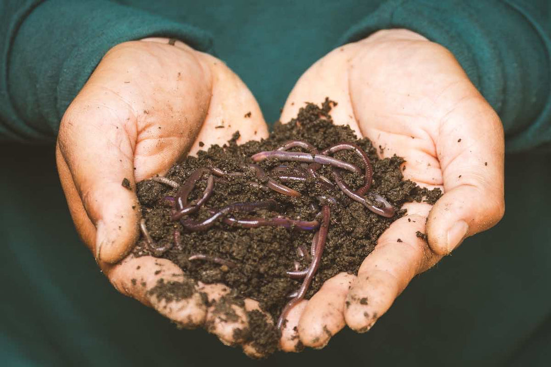 Earthworms in your Soil? Don’t worry about it! - Savvy Gardens Centre