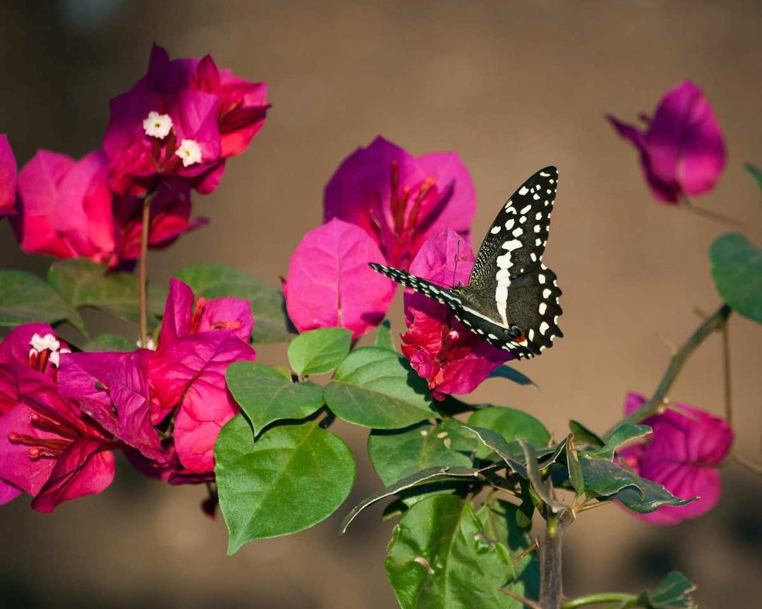 How to Attract Pollinators - Savvy Gardens Centre