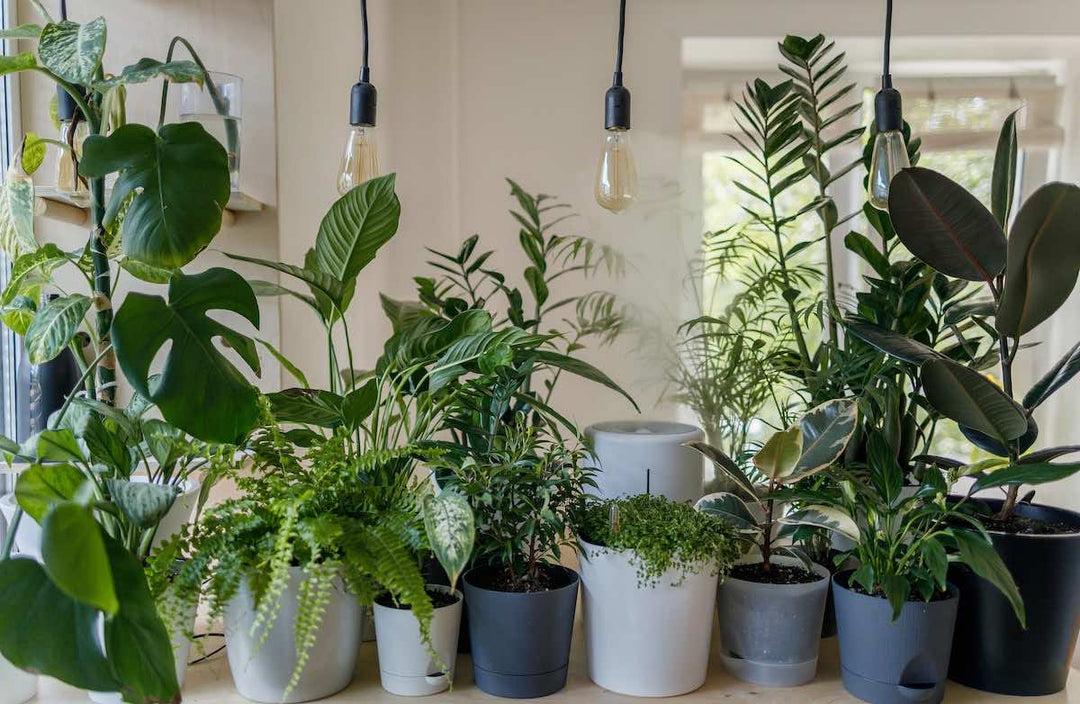 How to Care for Indoor Plants - Savvy Gardens Centre