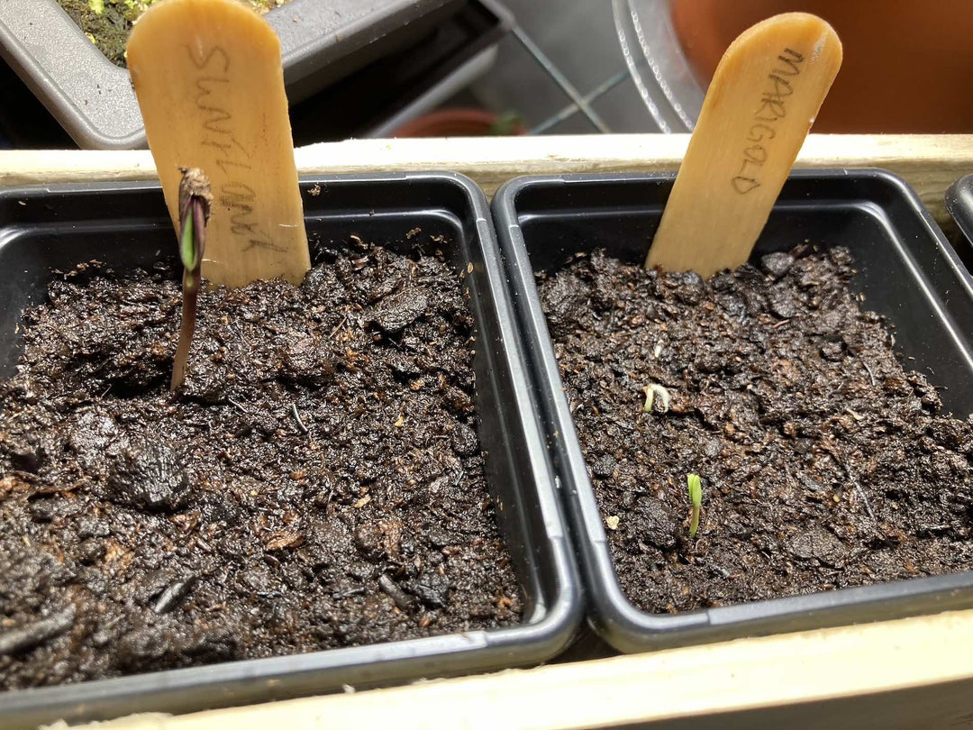 How to Start Seeds? - Savvy Gardens Centre
