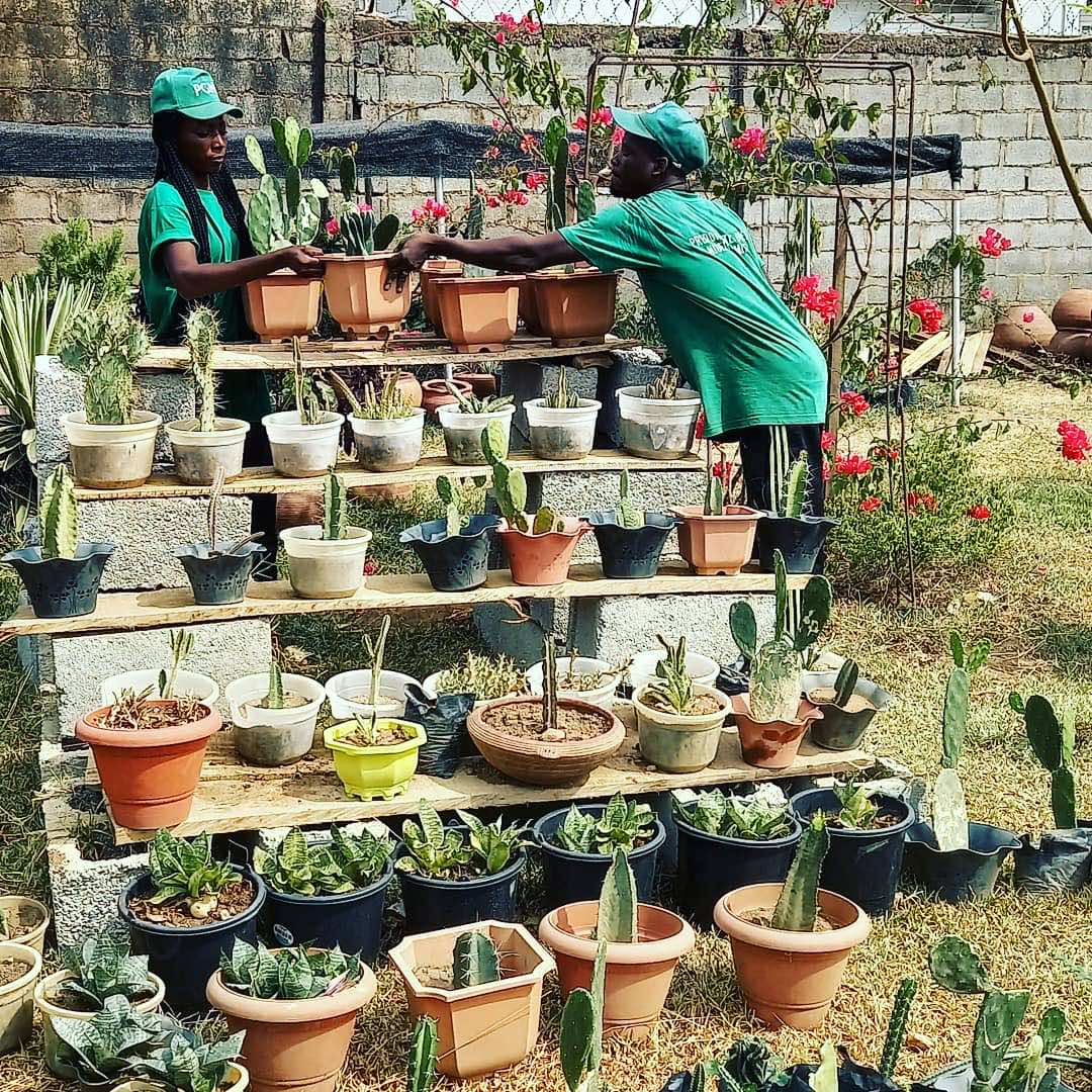 Your Stories - Abuja Horticulturist - Savvy Gardens Centre