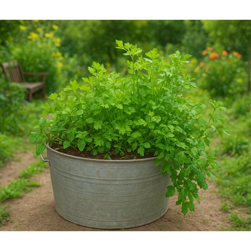 Herbs in Trough Planter(Small Rectangular Trough)