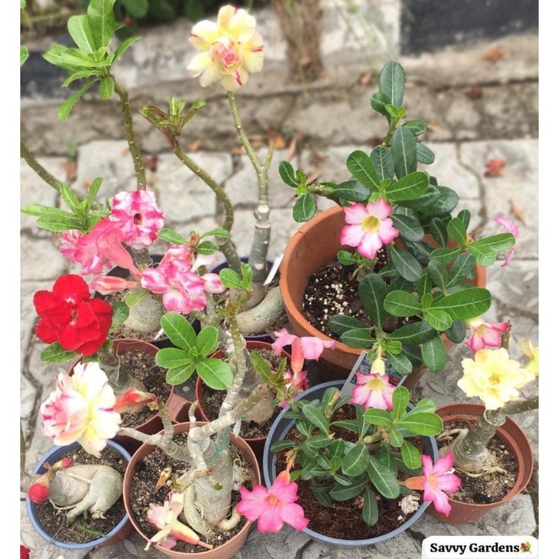 Adenium Obesum (Deseert Rose) - Savvy Gardens Centre