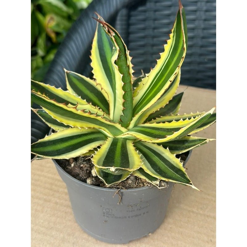 Agave lophantha 'Quadricolor' - Savvy Gardens Centre