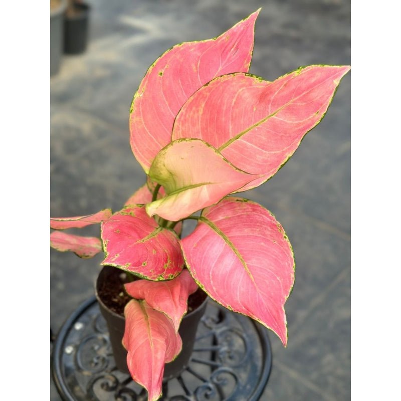 Aglaonema other "Ruby Love" - Savvy Gardens Centre