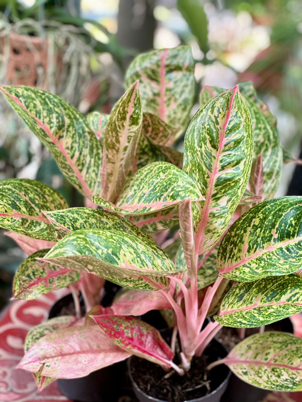 Aglaonema Red Reflection 40cm - Savvy Gardens Centre