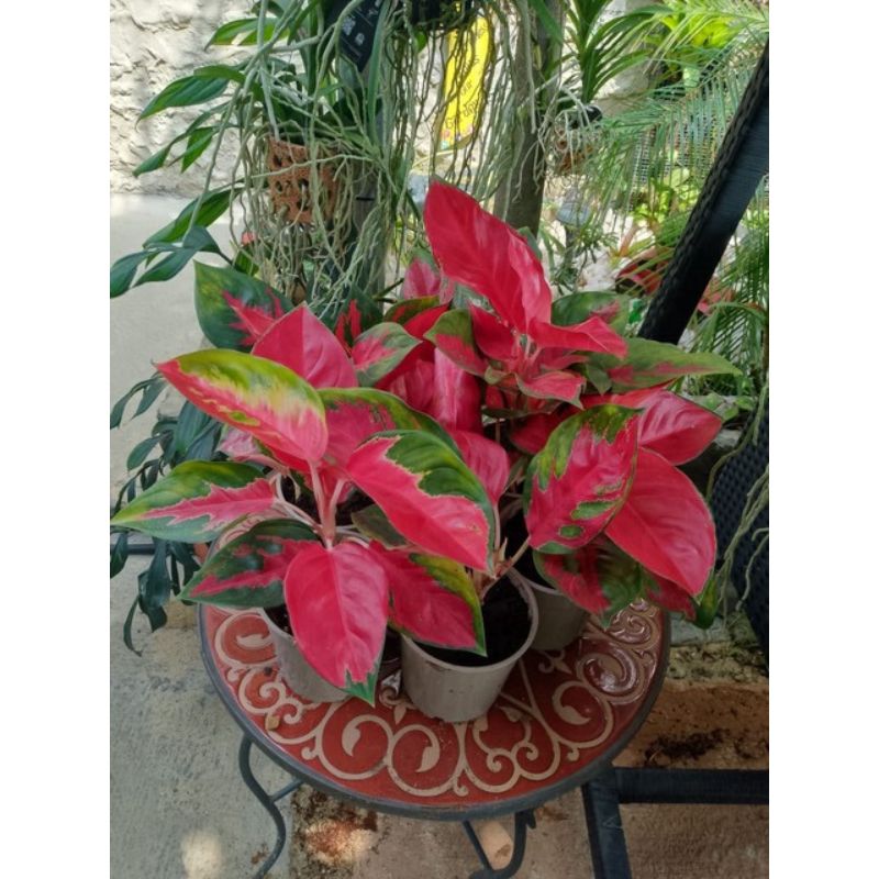 aglaonema red star Aglaonema Red Star