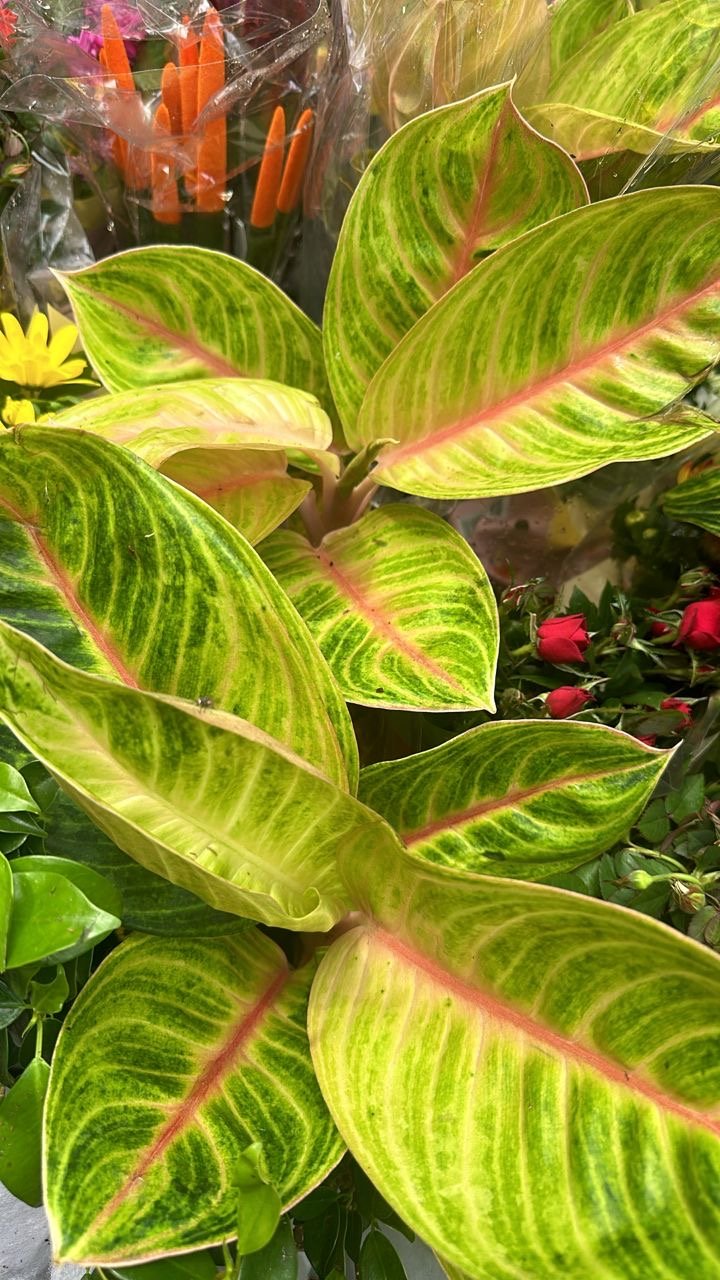 Aglaonema Rose parakeet 45cm - Savvy Gardens Centre
