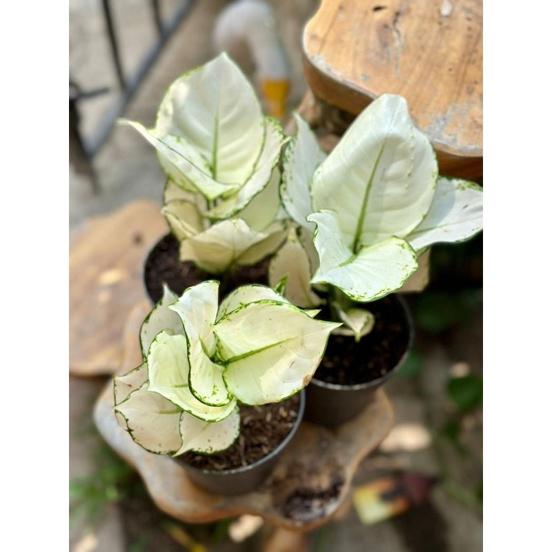 aglaonema white edge Aglaonema white joy 25cm