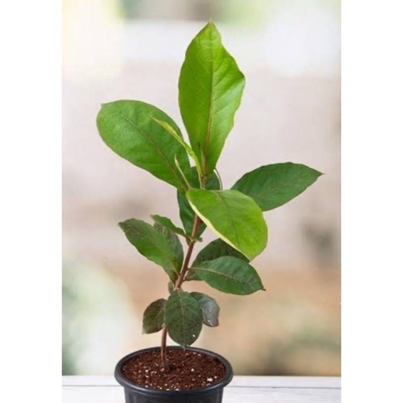 Almond Fruit Tree - Savvy Gardens Centre