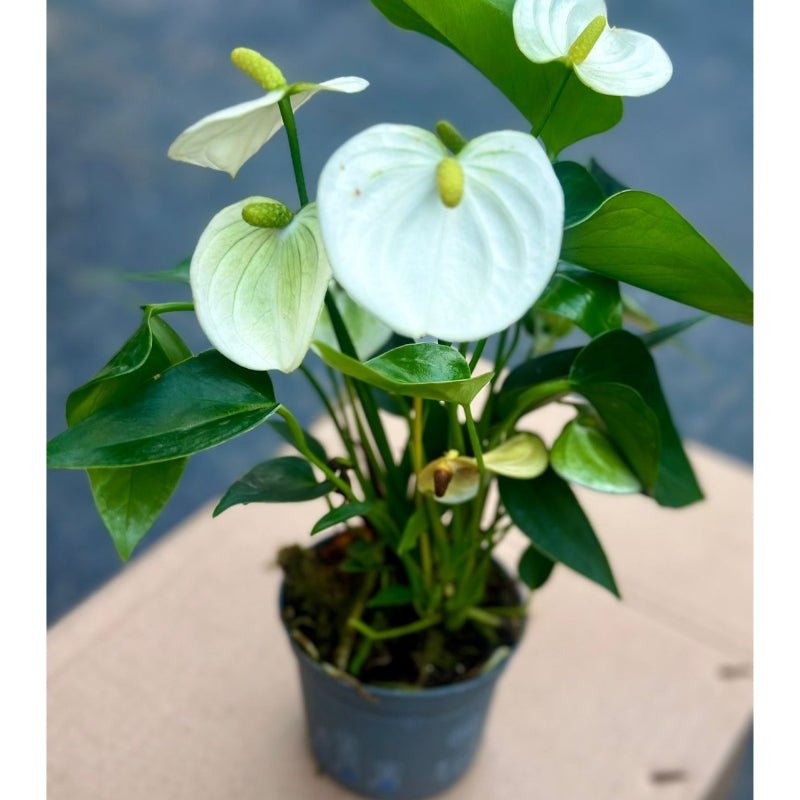 anthurium anthedesia Anthurium Anthedesia White