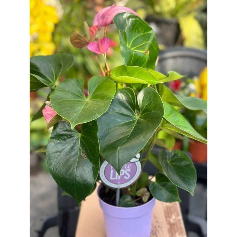 Anthurium Cavalli - Savvy Gardens Centre