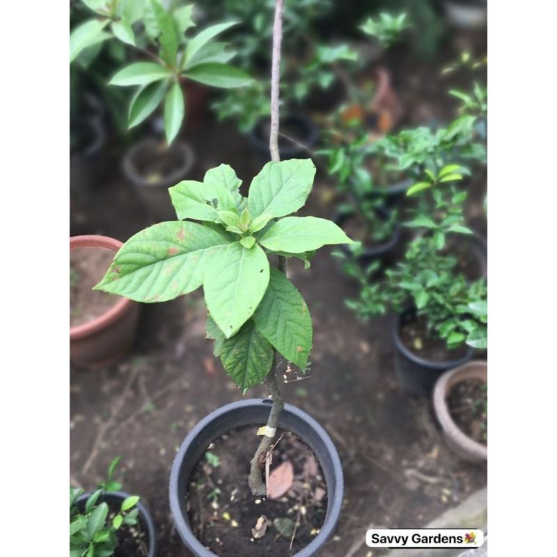 Avocado Pear Fruit Tree - Savvy Gardens Centre