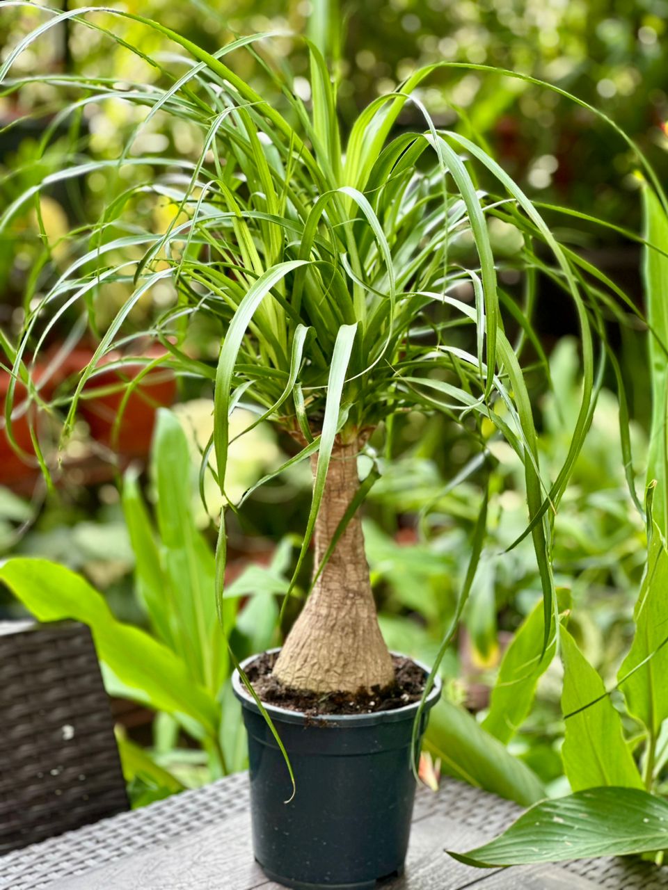 ikea ponytail palm Beaucarnea Recurvata 55cm