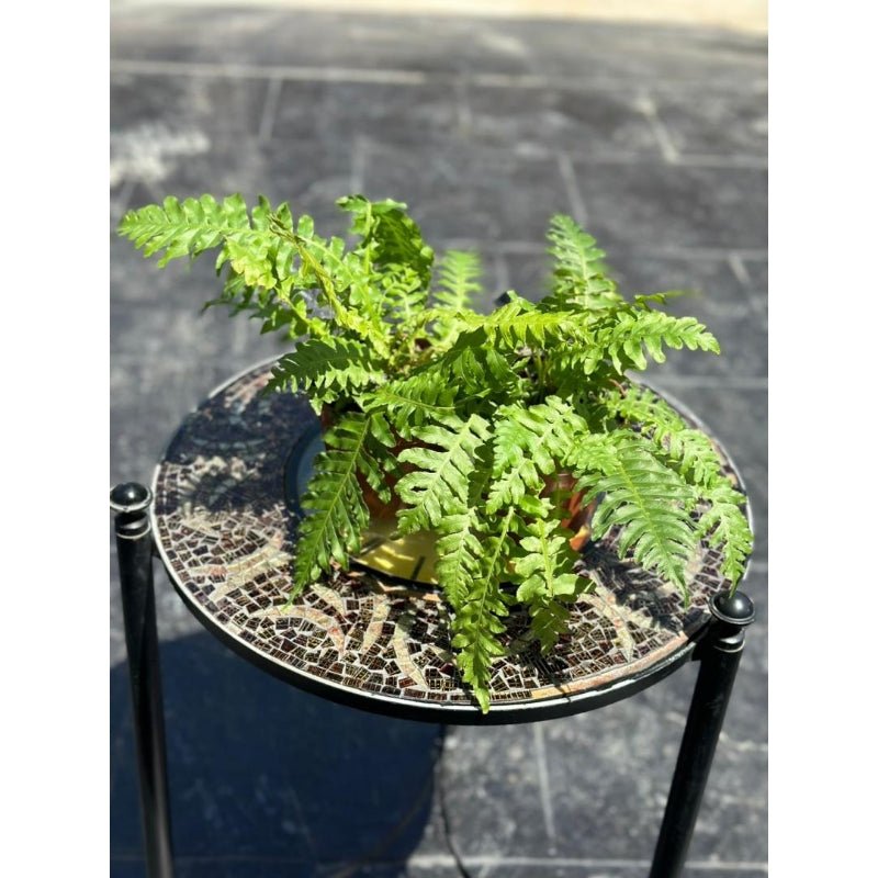 Blechnum gibbum - Savvy Gardens Centre