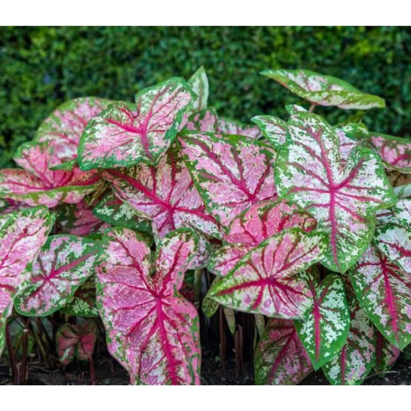 Caladium Bicolor - Savvy Gardens Centre