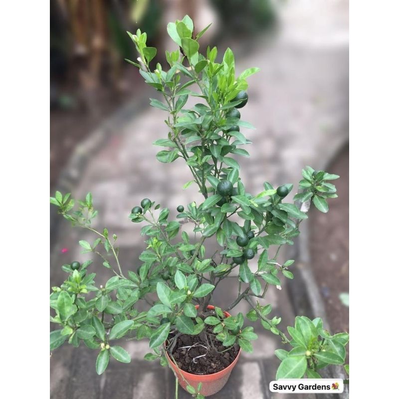 Calamondin Orange Fruit Tree - Savvy Gardens Centre