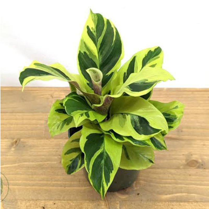 Calathea 'Yellow Fusion' 15cm – Savvy Gardens Centre
