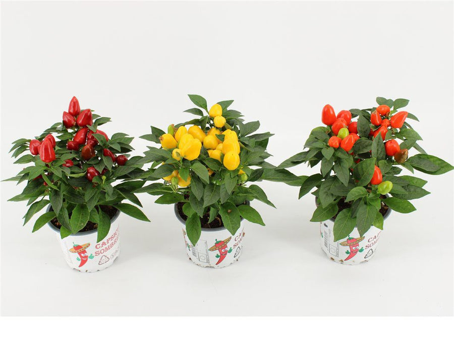Capsicum Samba Mix (Edible Pepper Plant) - Savvy Gardens Centre
