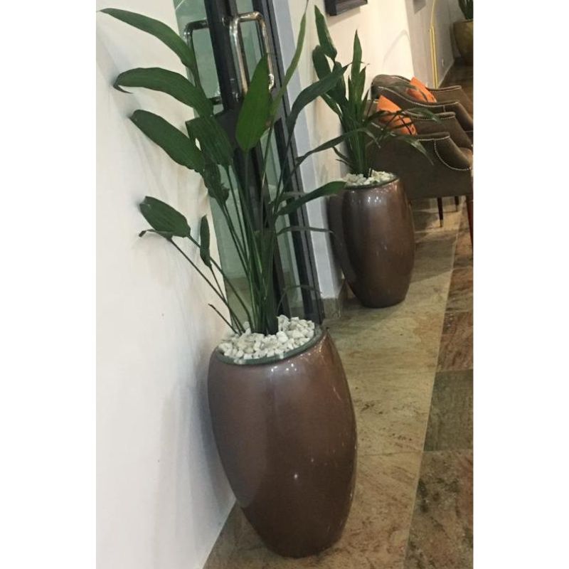 Cast Iron Indoor Plant In Plastic Pot - Savvy Gardens Centre