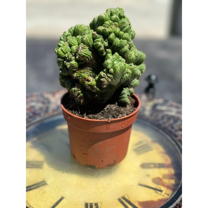 Cereus Peruvianus 'Monstrosus' - Savvy Gardens Centre