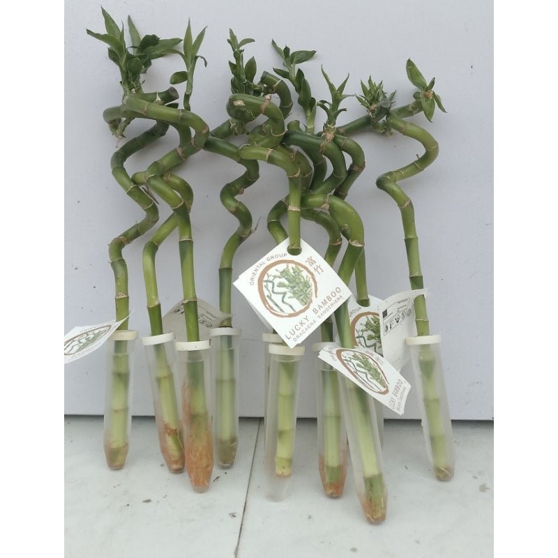 Chinese Lucky Bamboo Plant 30cm - Savvy Gardens Centre