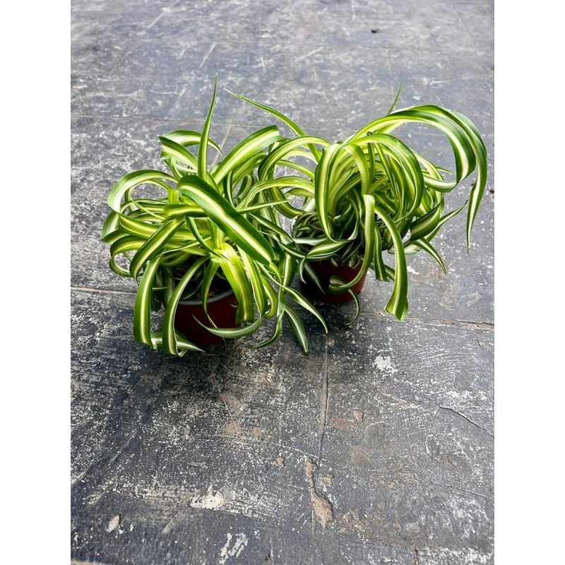 Chlorophytum comosum ‘Bonnie’ - Savvy Gardens Centre
