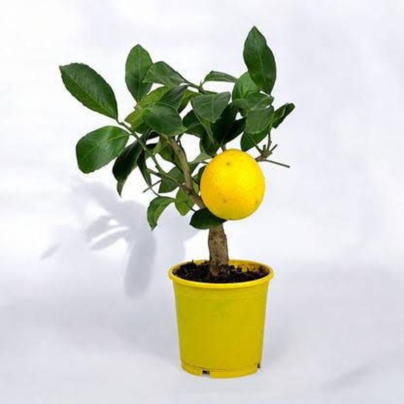 Citrus ‘Meyer Lemon’ (Sweet Lemon Tree) - Savvy Gardens Centre