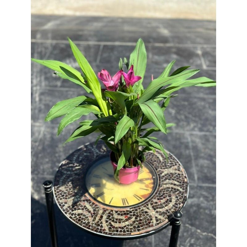 Curcuma Alismatifolia Siam Sublime - Savvy Gardens Centre