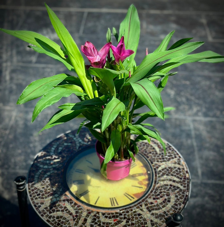 Curcuma alismatifolia - Siam tulip or Thai lily - Savvy Gardens Centre