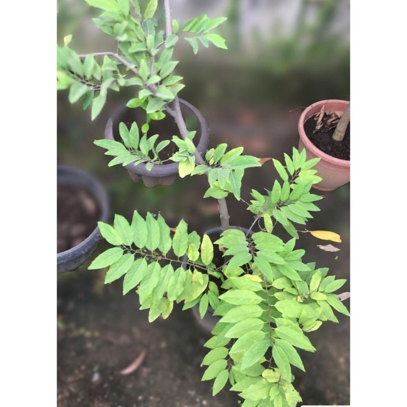 Custard Apple Tree - Savvy Gardens Centre