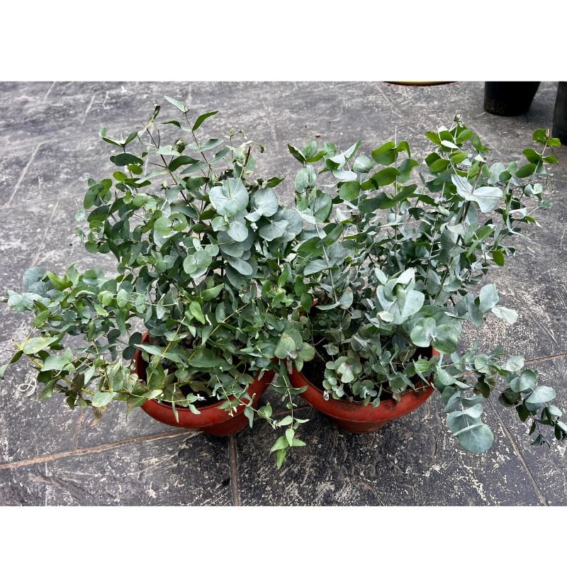 Eucalyptus Cinerea (Silver Dollar Eucalyptus) - Savvy Gardens Centre