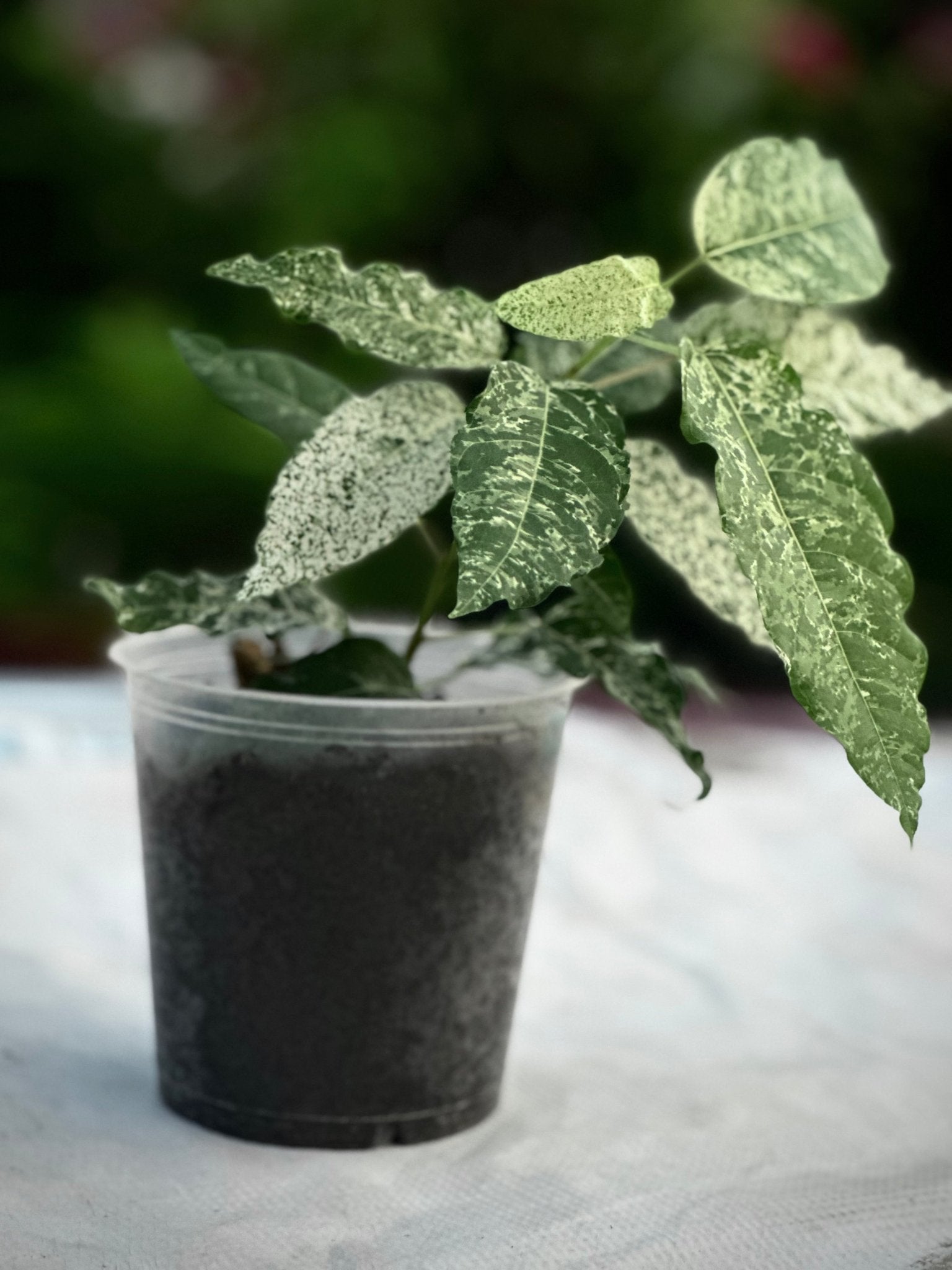 Ficus Aspera Variegata