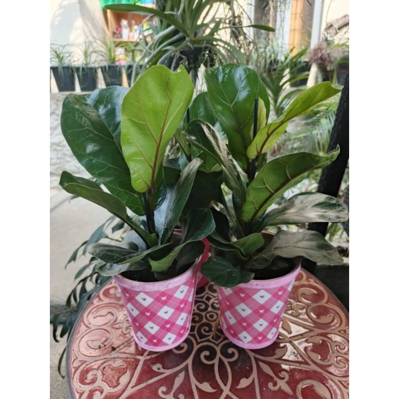 Ficus Bambino - Savvy Gardens Centre