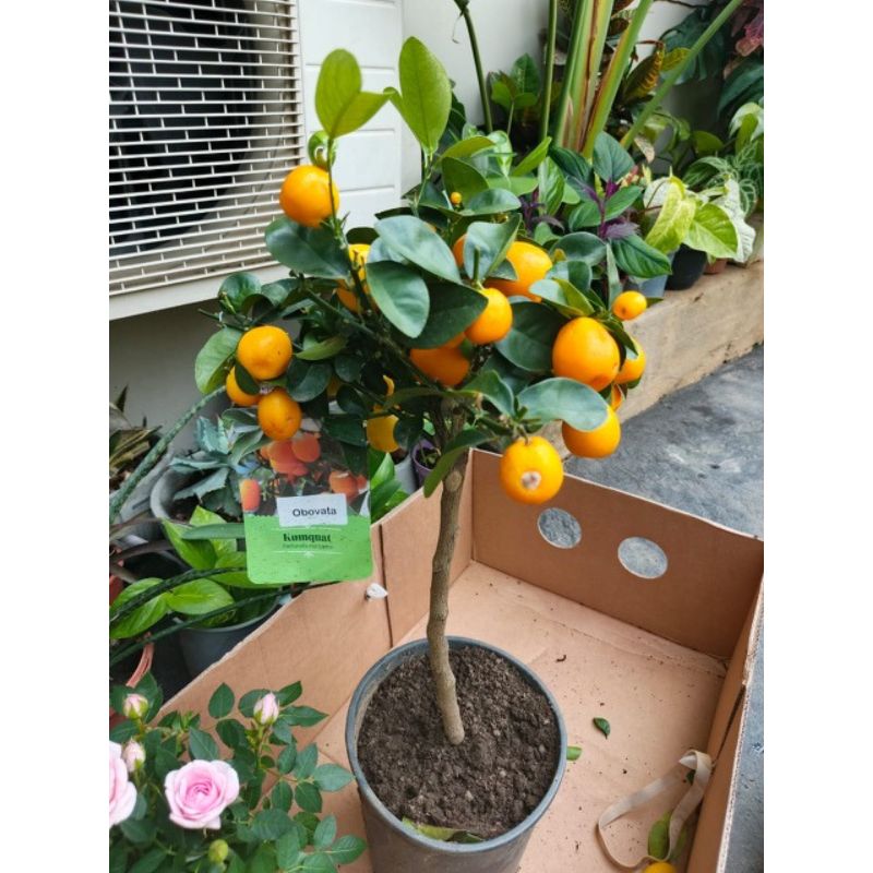 Fortunella margarita - Savvy Gardens Centre