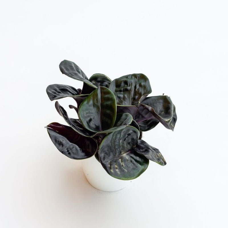 Geogenanthus ‘Midnight Pearl' - Savvy Gardens Centre