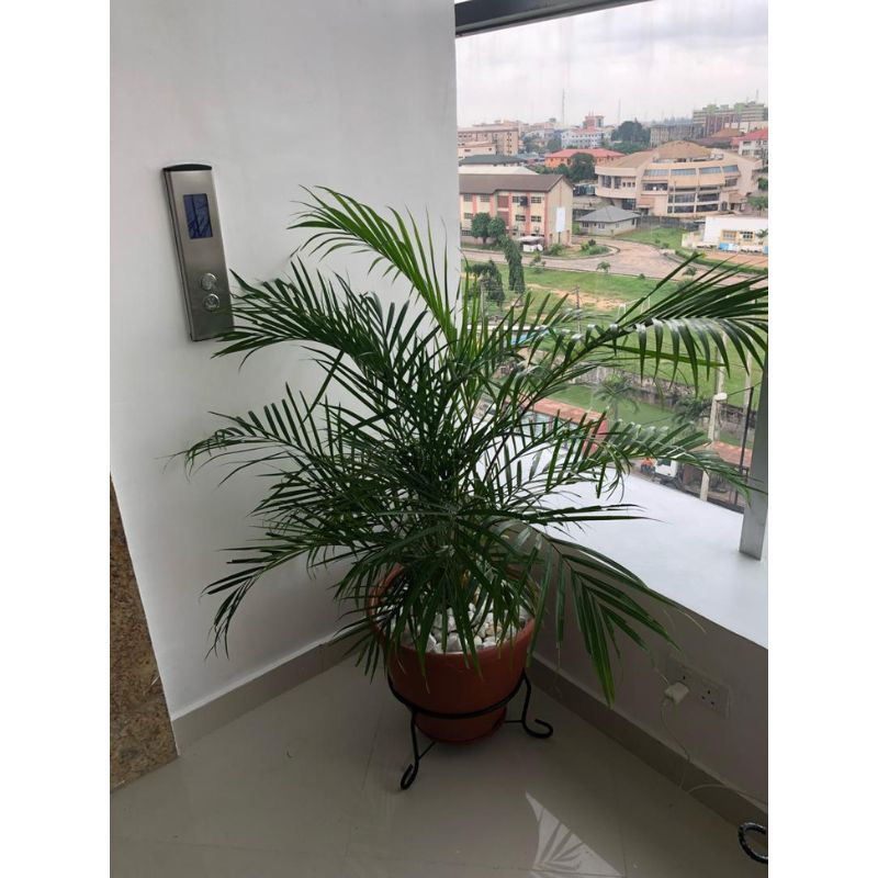 is golden palm an indoor plant Golden Palm Indoor Potted Plant