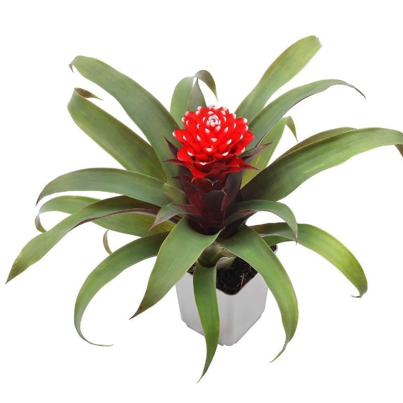 Guzmania Priscilla (Bromeliad) 25cm - Savvy Gardens Centre