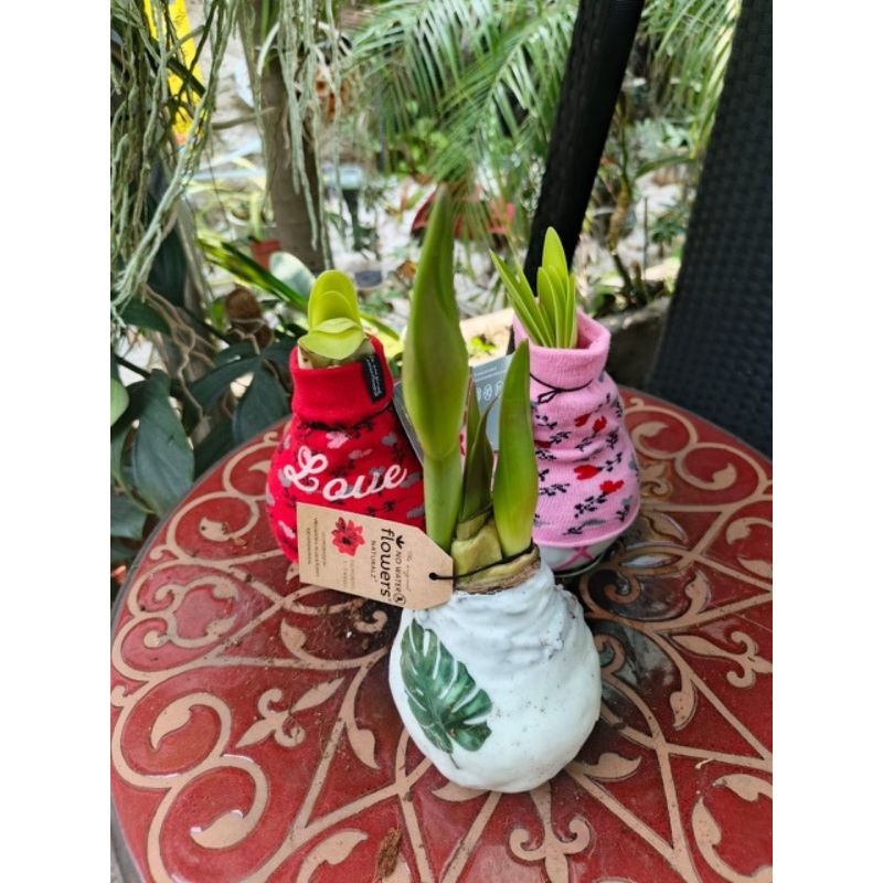 Hippeastrum Wax - Savvy Gardens Centre