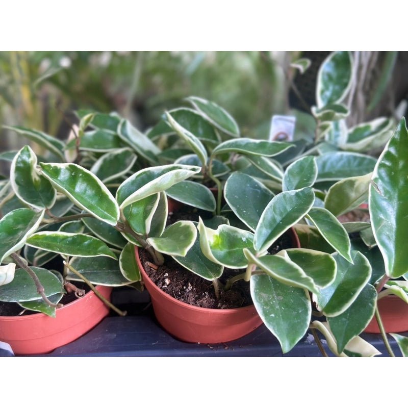 Hoya Carnosa - Savvy Gardens Centre