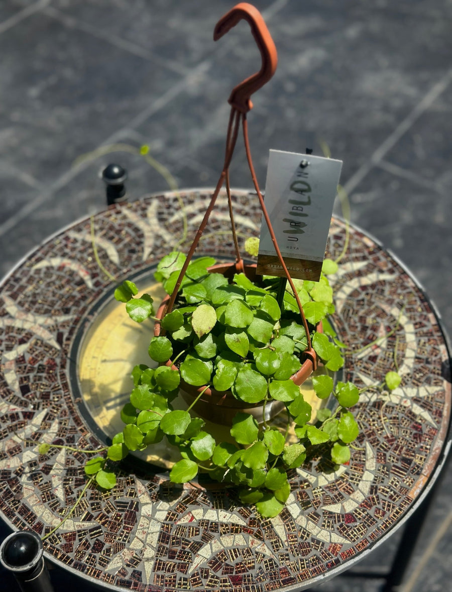 Hoya Endauensis hanging plant - Savvy Gardens Centre