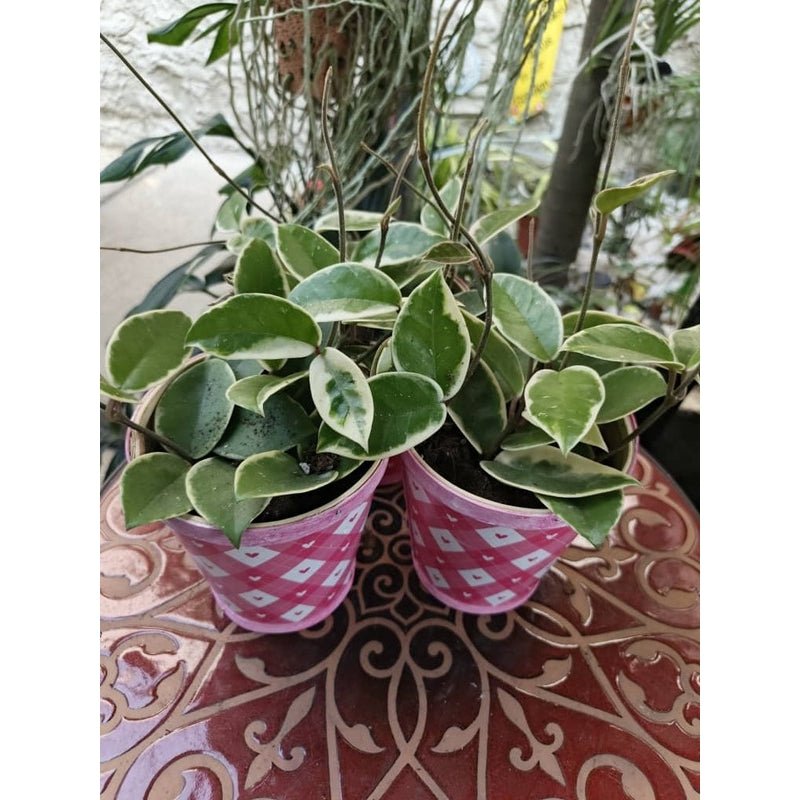 Hoya Krimson Queen - Savvy Gardens Centre
