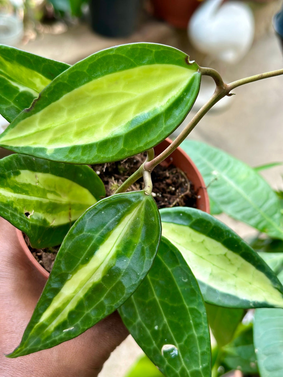 Hoya Latifolia Pot Of Gold - Savvy Gardens Centre