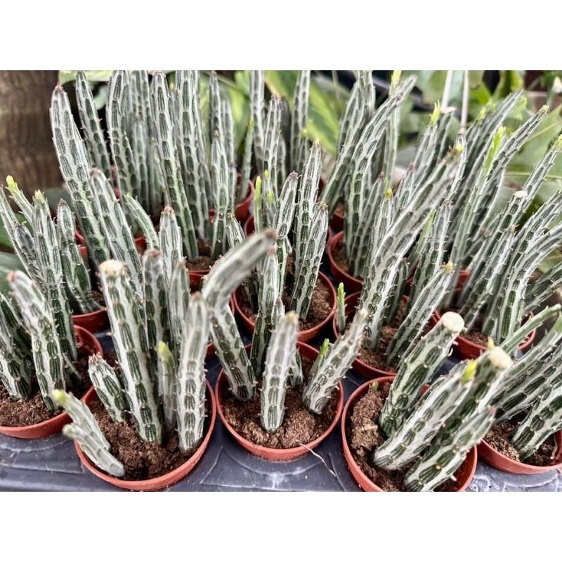 Kleinia Stapeliiformis (Pickle Plant) - Savvy Gardens Centre