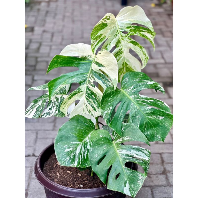 Monstera Deliciosa Variegated 50cm - Savvy Gardens Centre