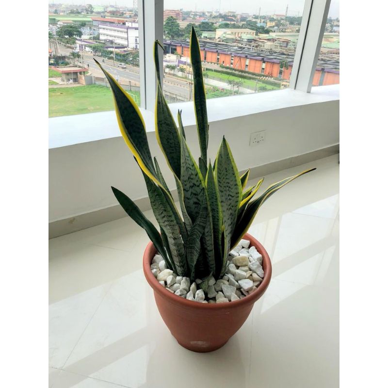 sansevieria trifasciata mother in law's tongue Mother-In-Law's Tongue (Sansevieria Trifasciata) Indoor Potted Plant