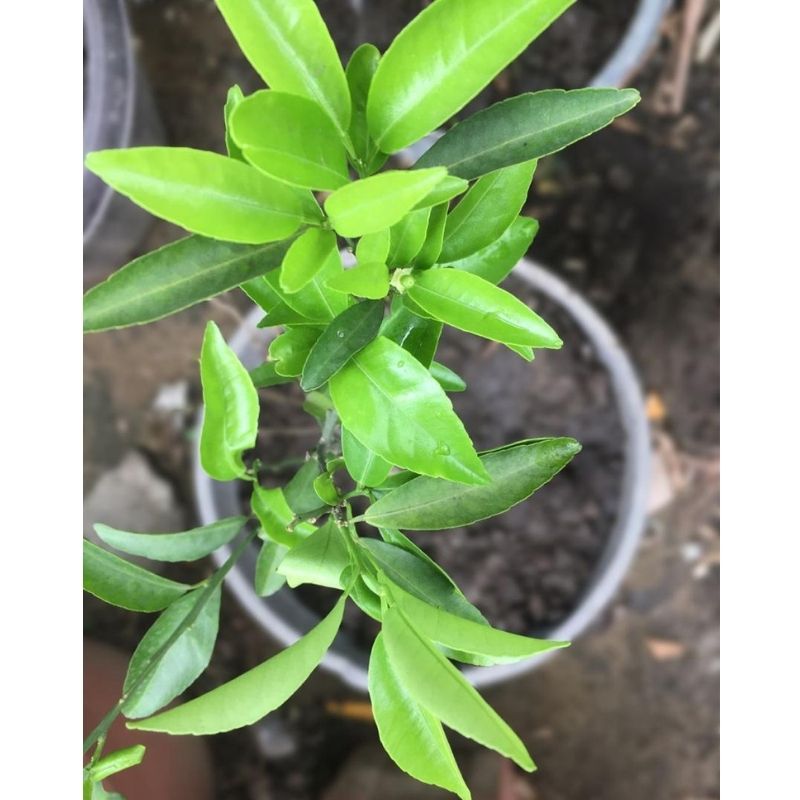 Orange Fruit Tree - Savvy Gardens Centre