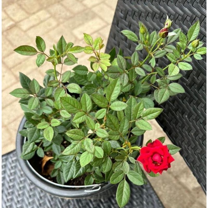 Patio Red Rose - Savvy Gardens Centre