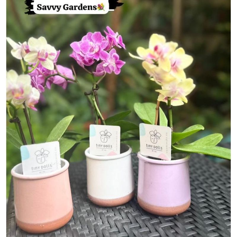 Phalaenopsis Mini Orchids - Savvy Gardens Centre