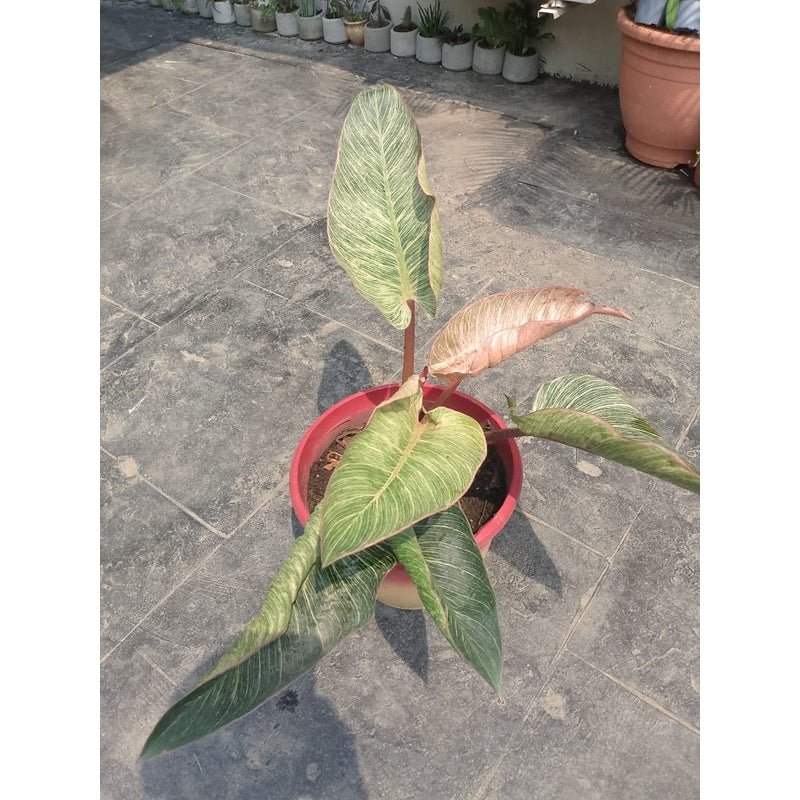 birkin pink philodendron Philodendron pink birkin